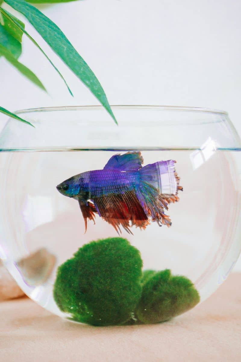 Betta Splendens