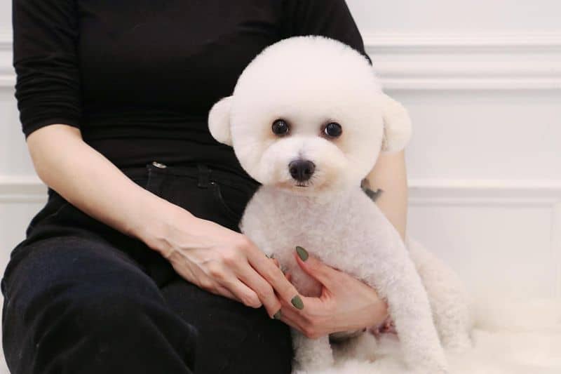 Bichon Frise