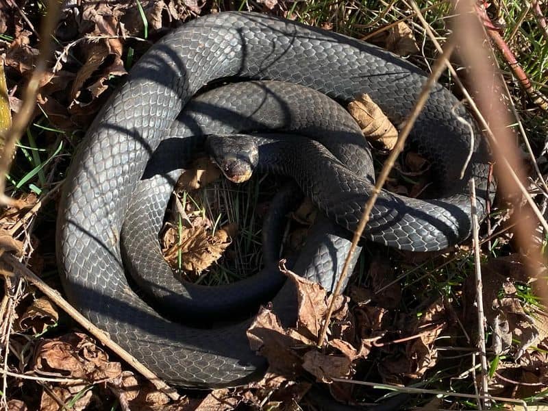 Black Rat Snake