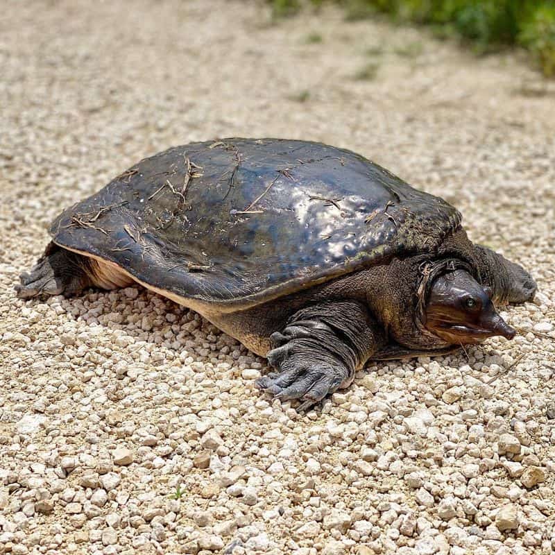 Black Softshell Turtle