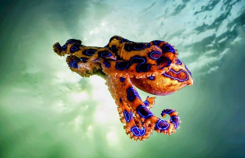 Blue-Ringed Octopus