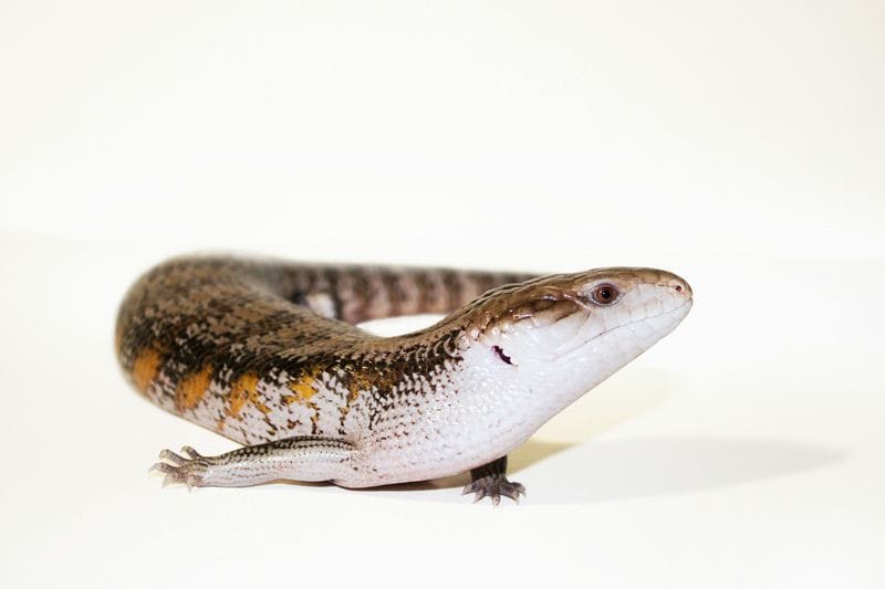 Blue-Tongued Skink