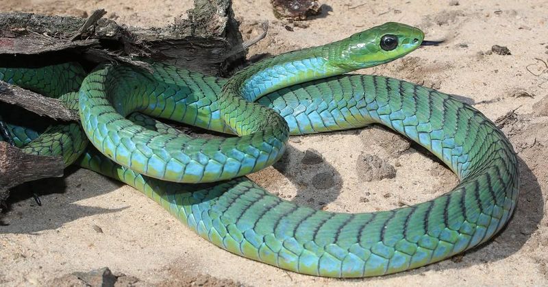 Boomslang