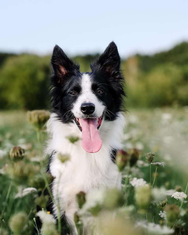 Border Collie