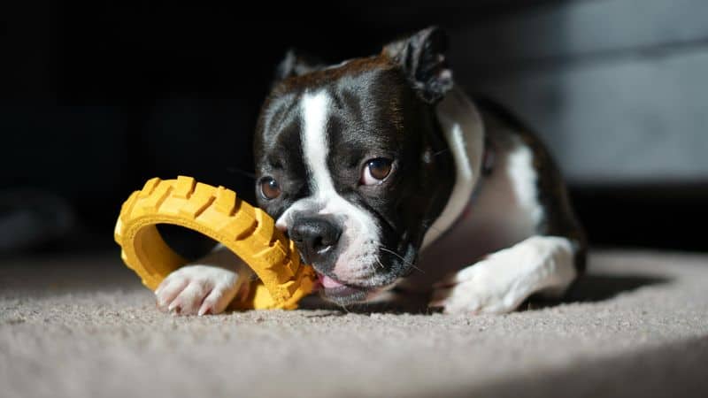 Boston Terrier