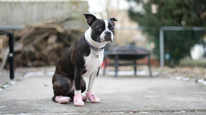 Boston Terrier