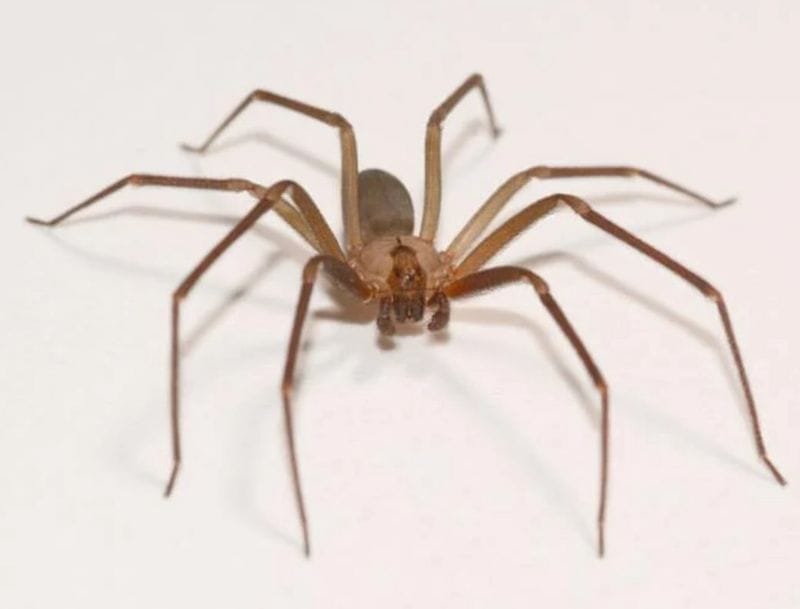 Brown Recluse Spider