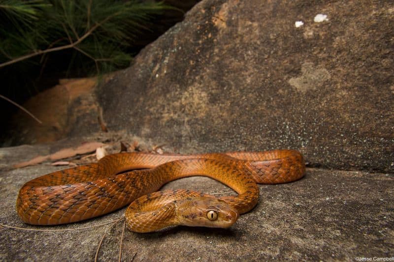 Brown Tree Snake