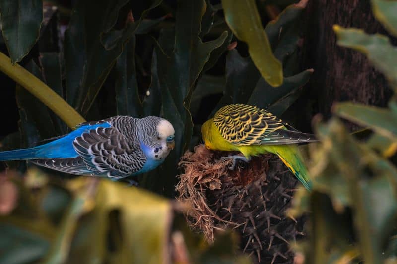 Budgerigar (Budgie)