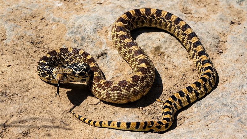 Bullsnake