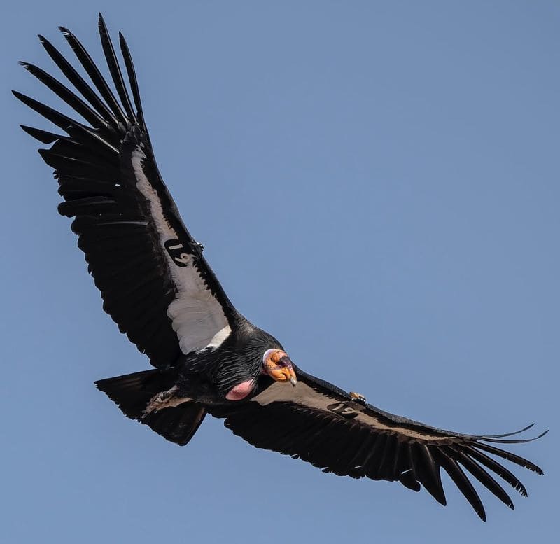 California Condor