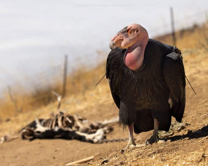 California Condor