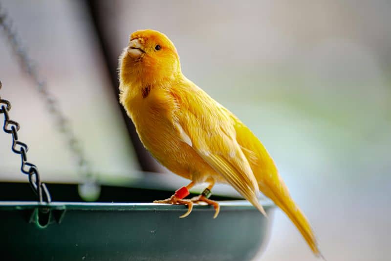 Canary