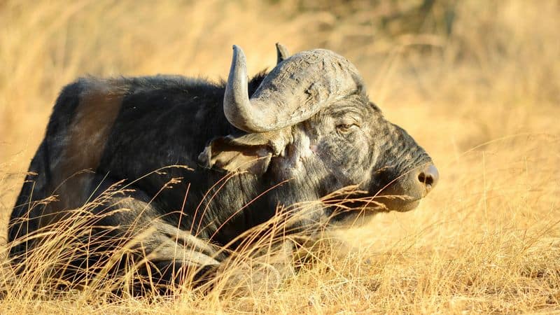 Cape Buffalo