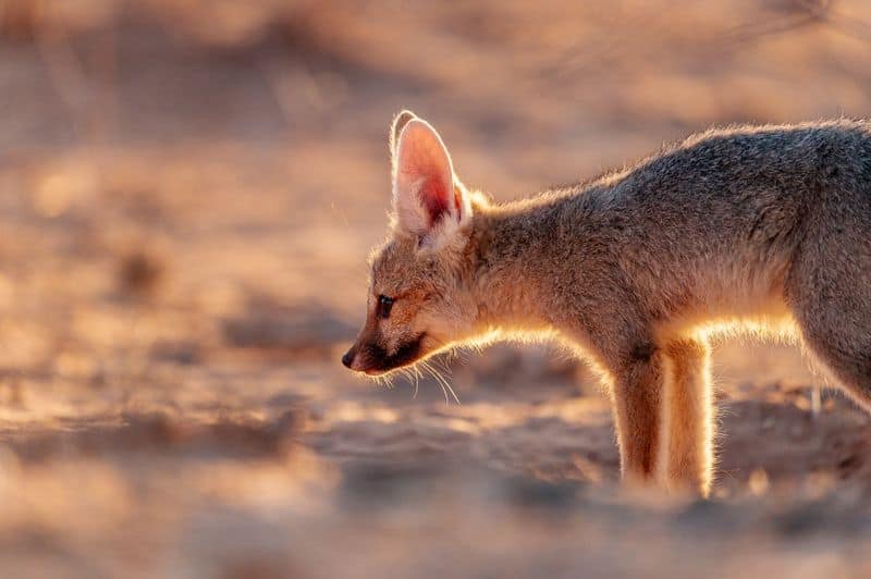 Cape Fox