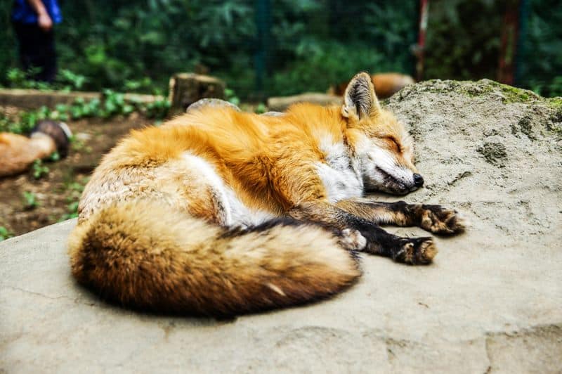 Caring for a Fox