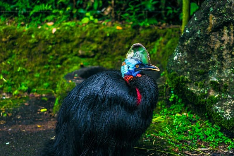 Cassowary