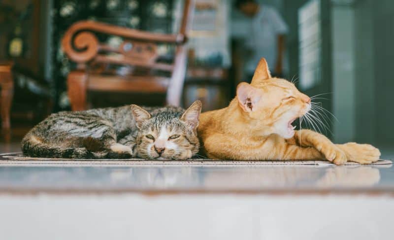 Cats Engaging in Meditative Purring