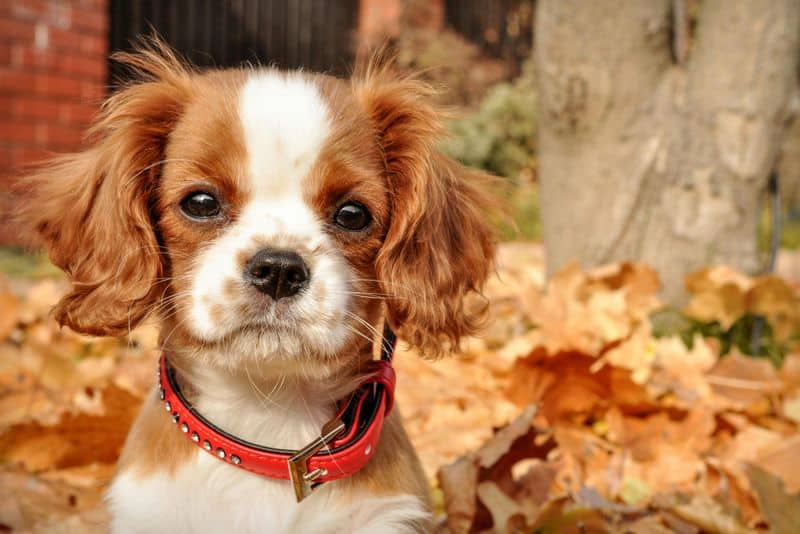 Cavalier King Charles Spaniel