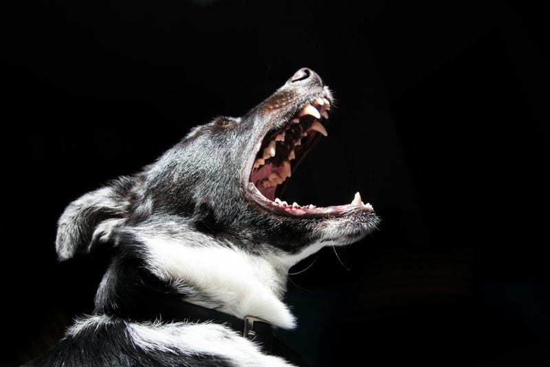 Changes in Vocalization