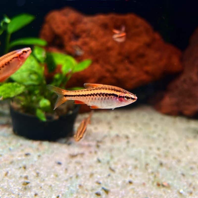 Cherry Barb