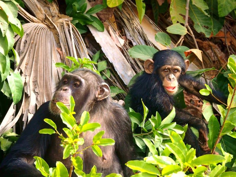 Chimpanzees