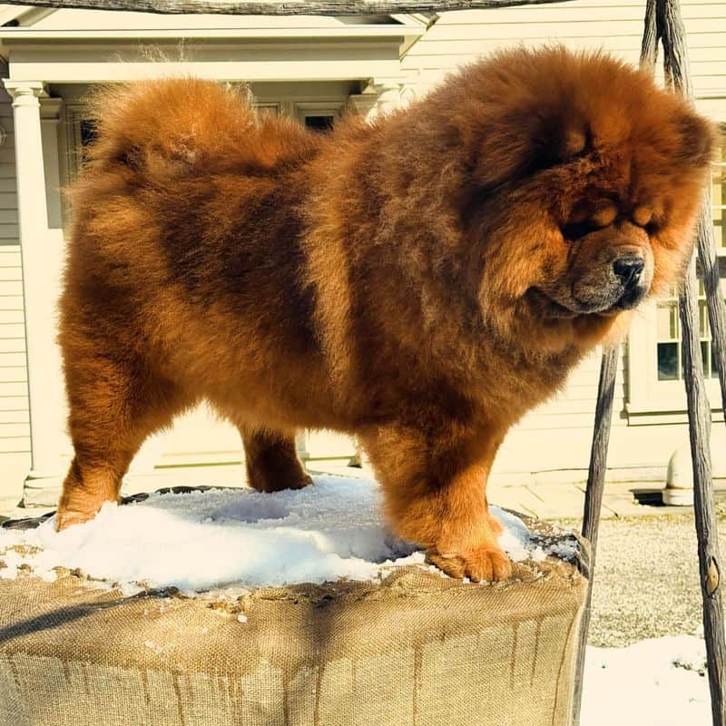 Chow Chow