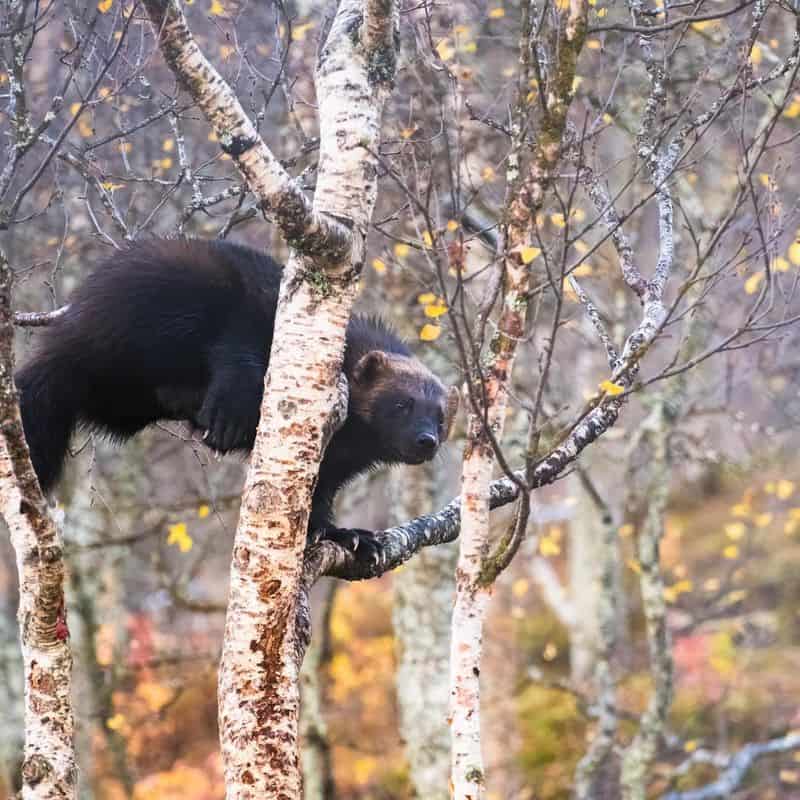 Climbing Capabilities