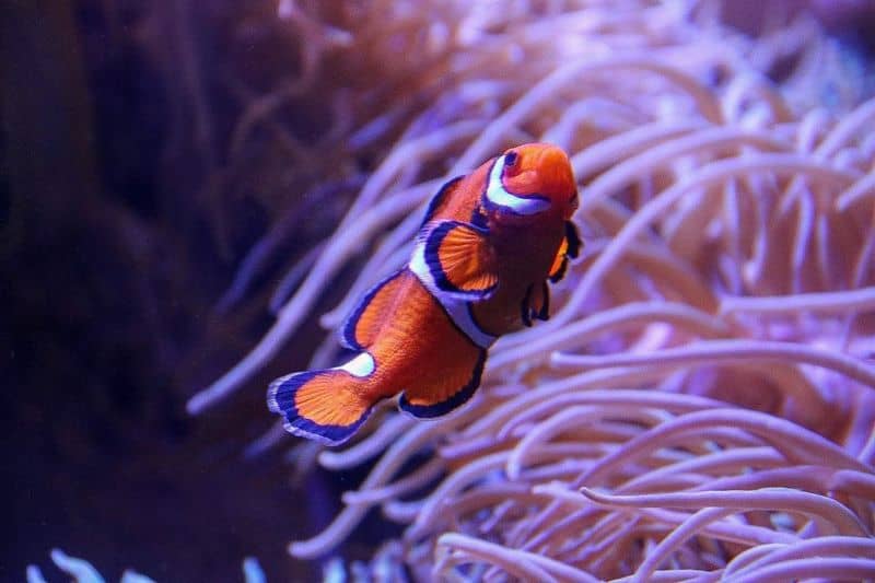 Clownfish