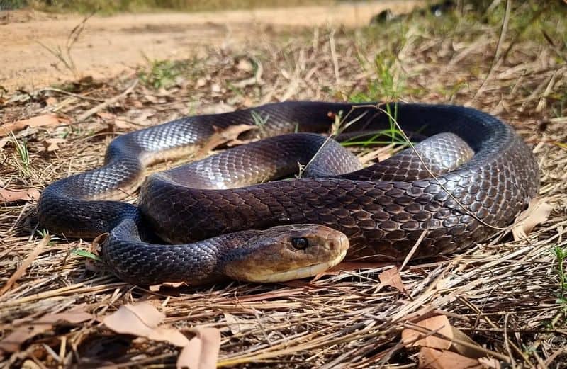 Coastal Taipan