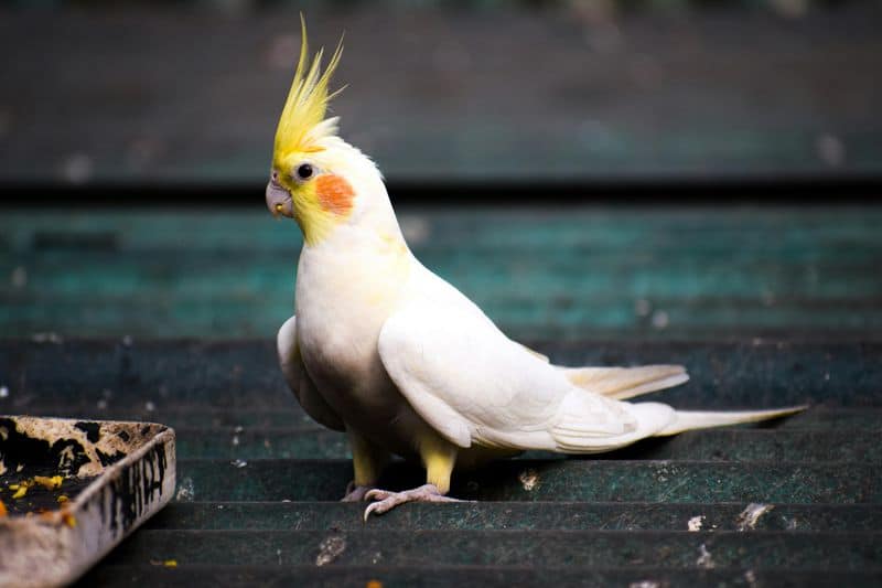 Cockatiel