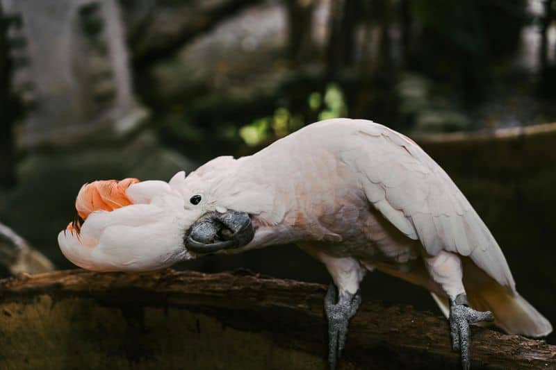 Cockatoo