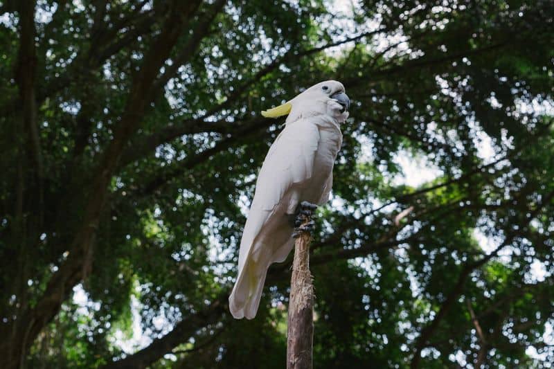 Cockatoo