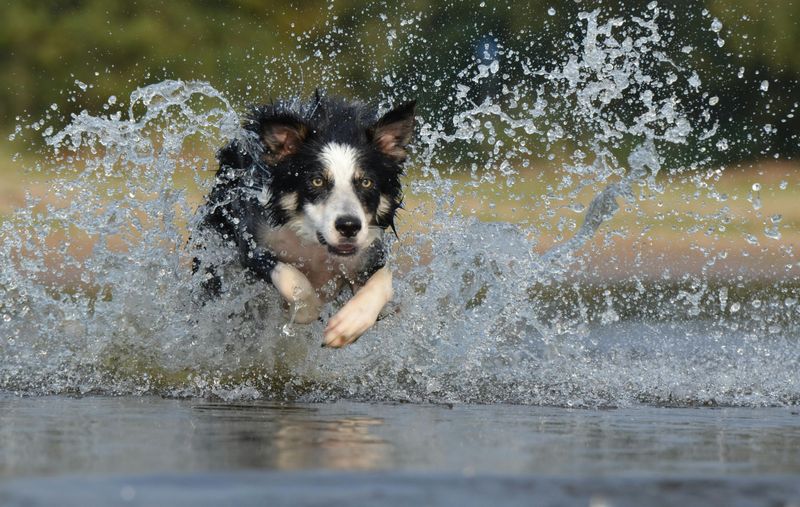 Competitive Achiever - Border Collie