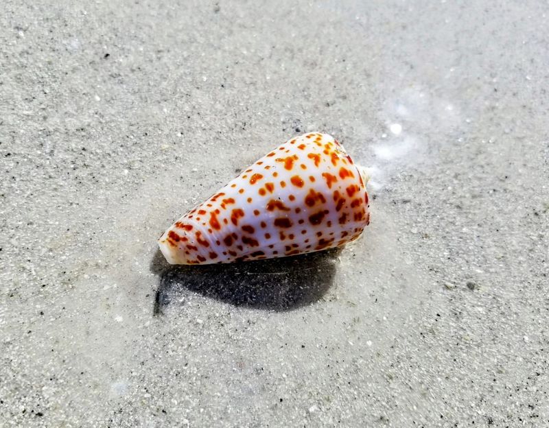 Cone Snail