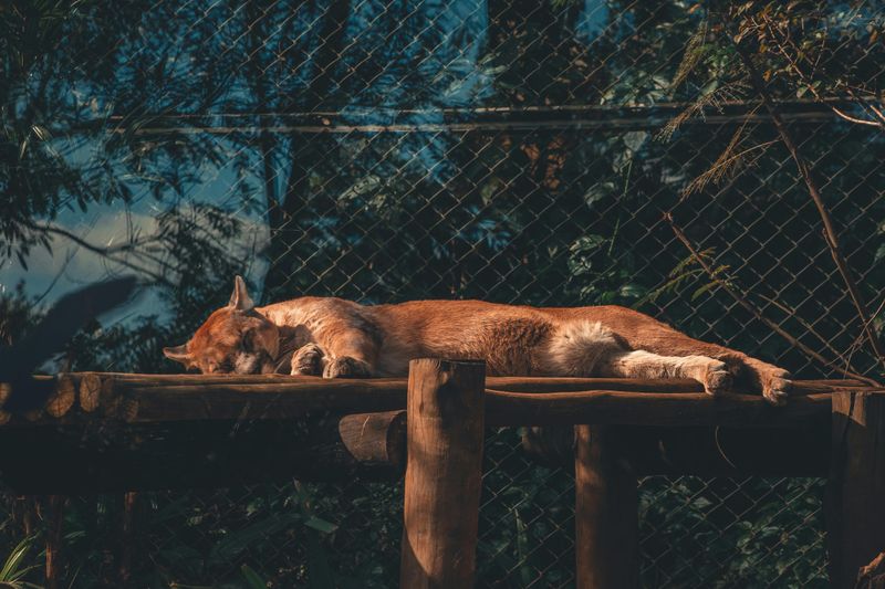 Cougar (Mountain Lion)