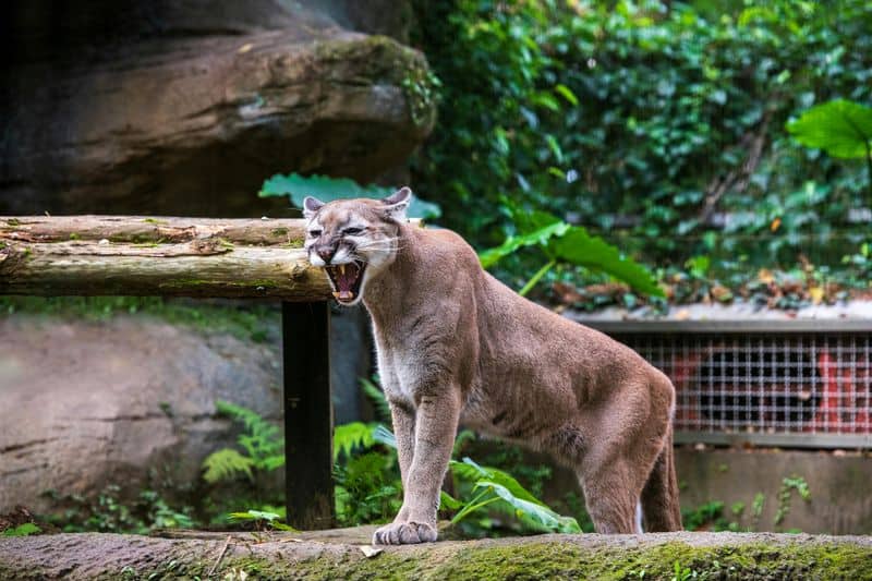 Cougar