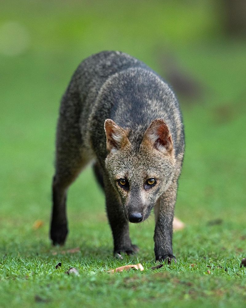 Crab-eating Fox