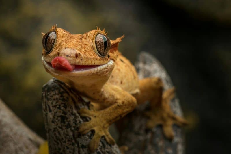 Crested Gecko