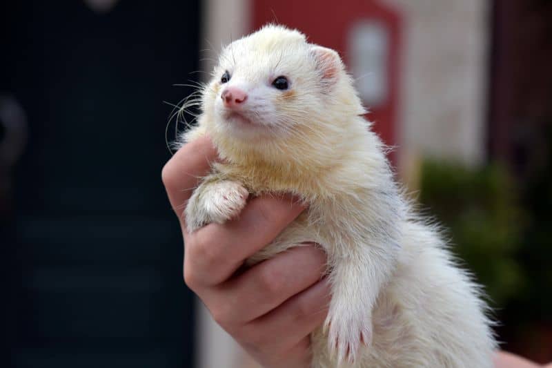 Curious Explorer - Ferret