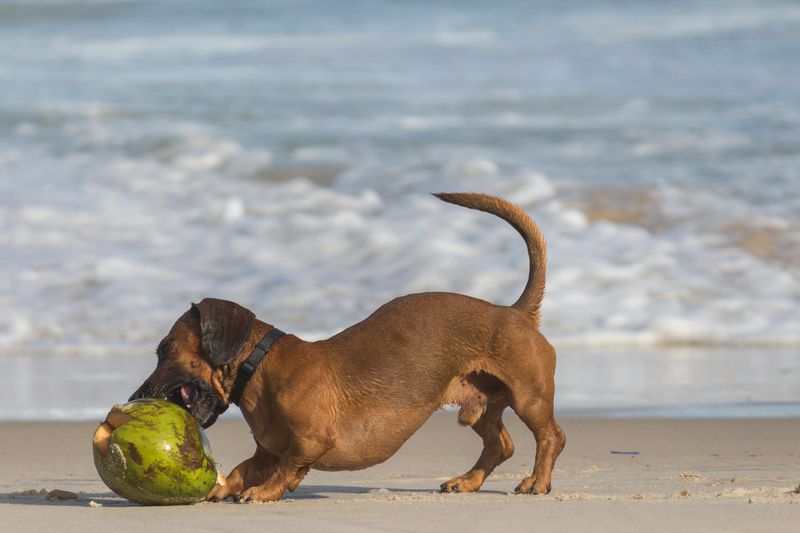 Dachshund