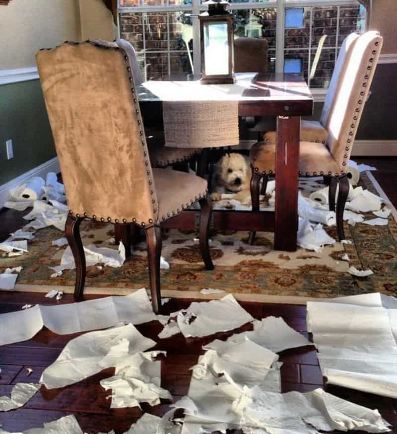 Destructive Behavior