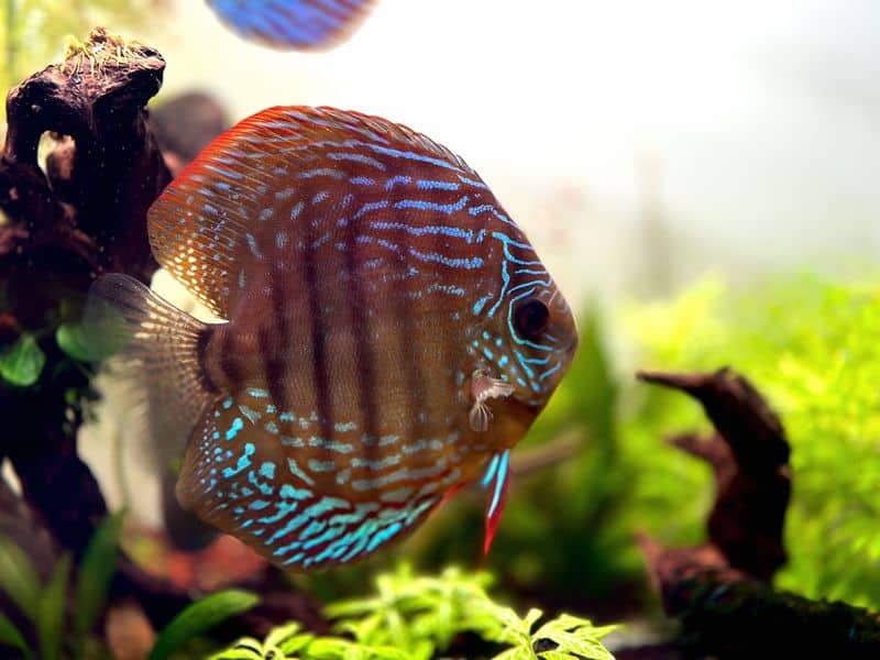 Discus Fish