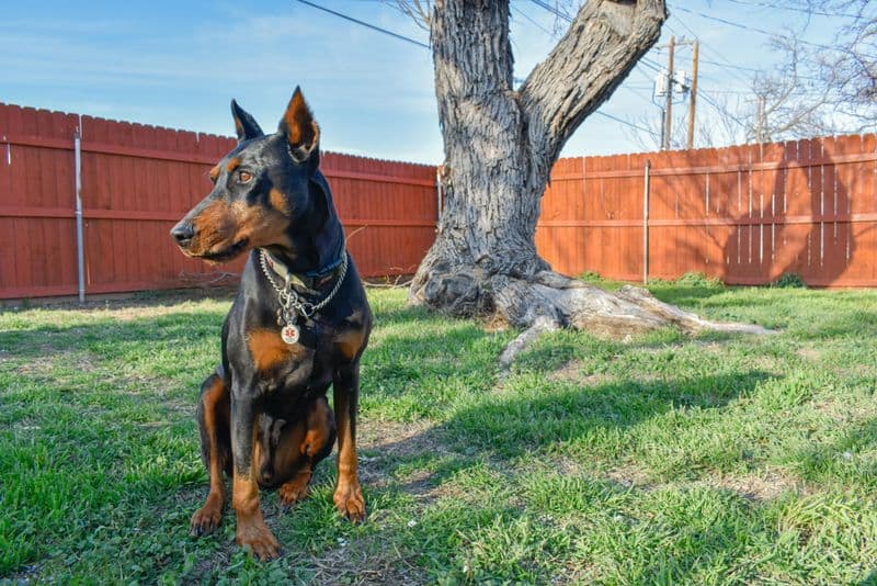 Doberman Pinscher