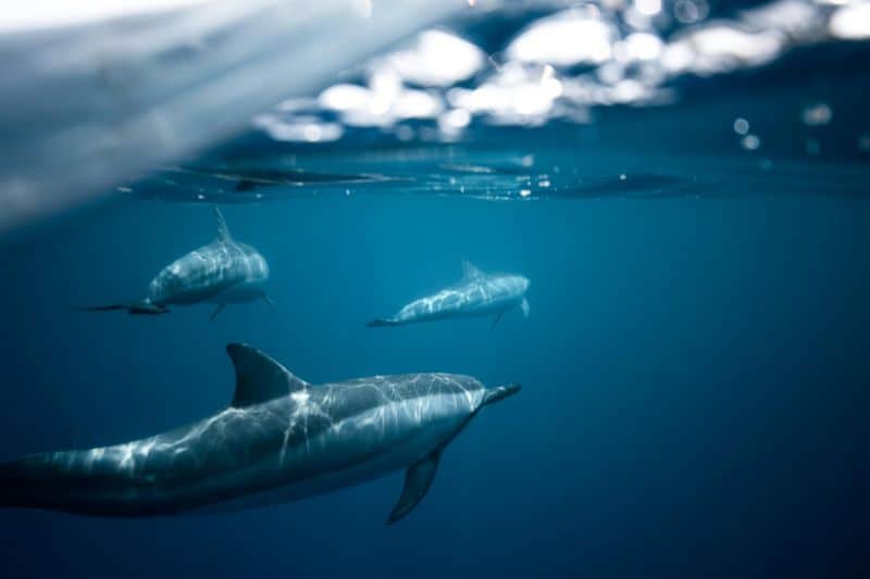 Dolphins Engaging in Playful Rituals