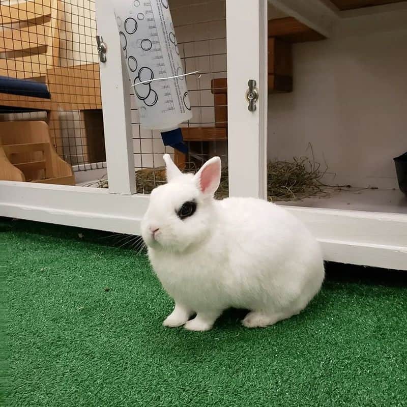 Dwarf Hotot