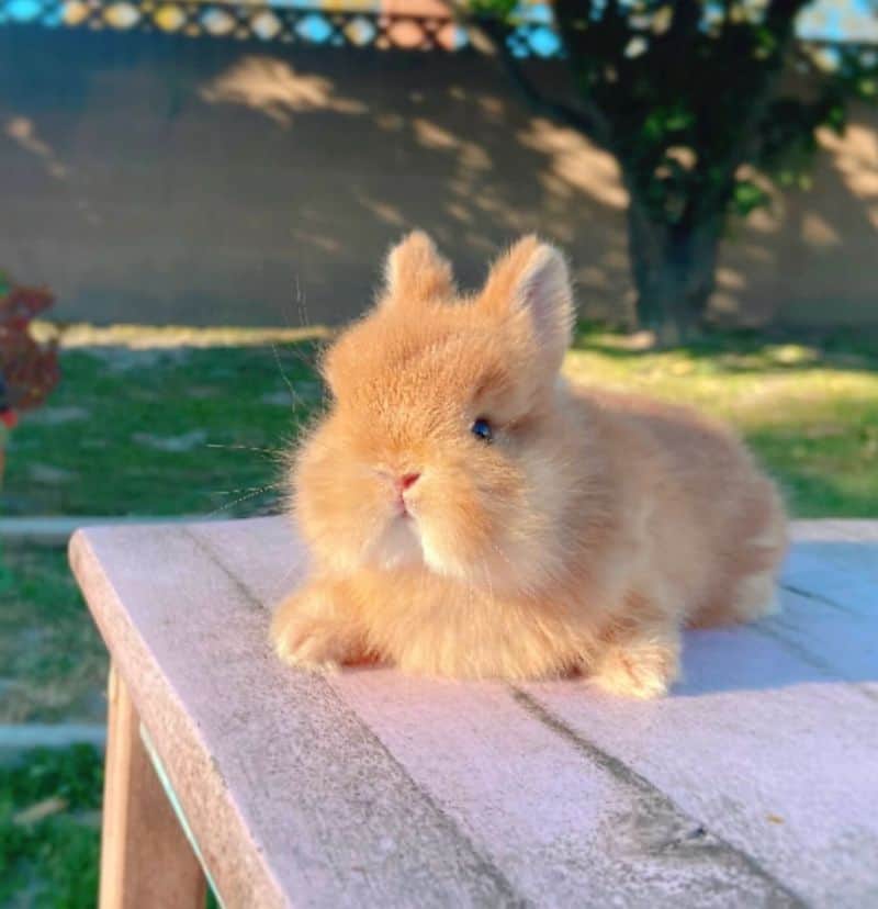 Dwarf Rabbit