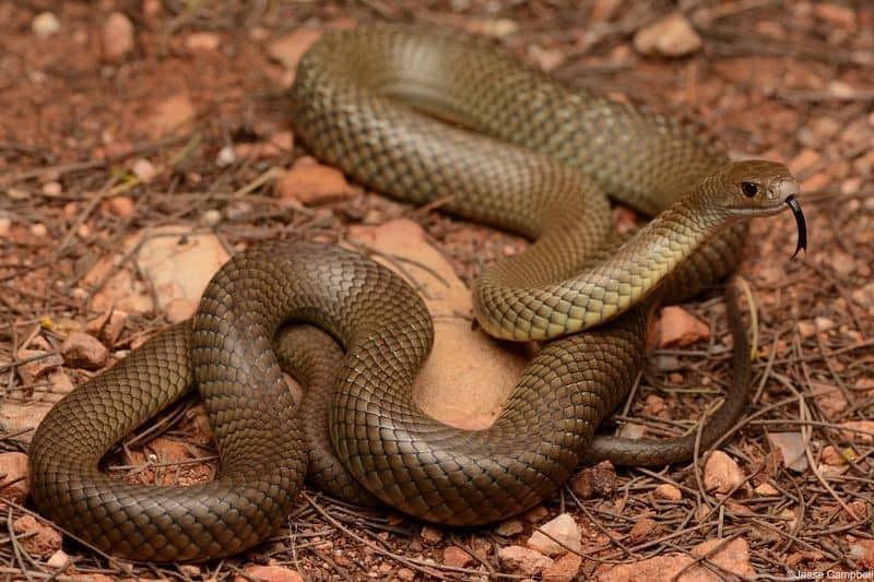 Eastern Brown Snake