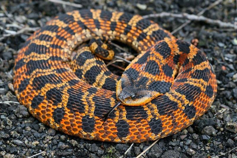 Eastern Hognose Snake