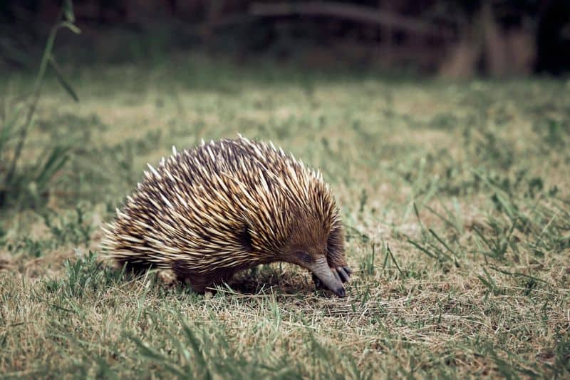 Echidna